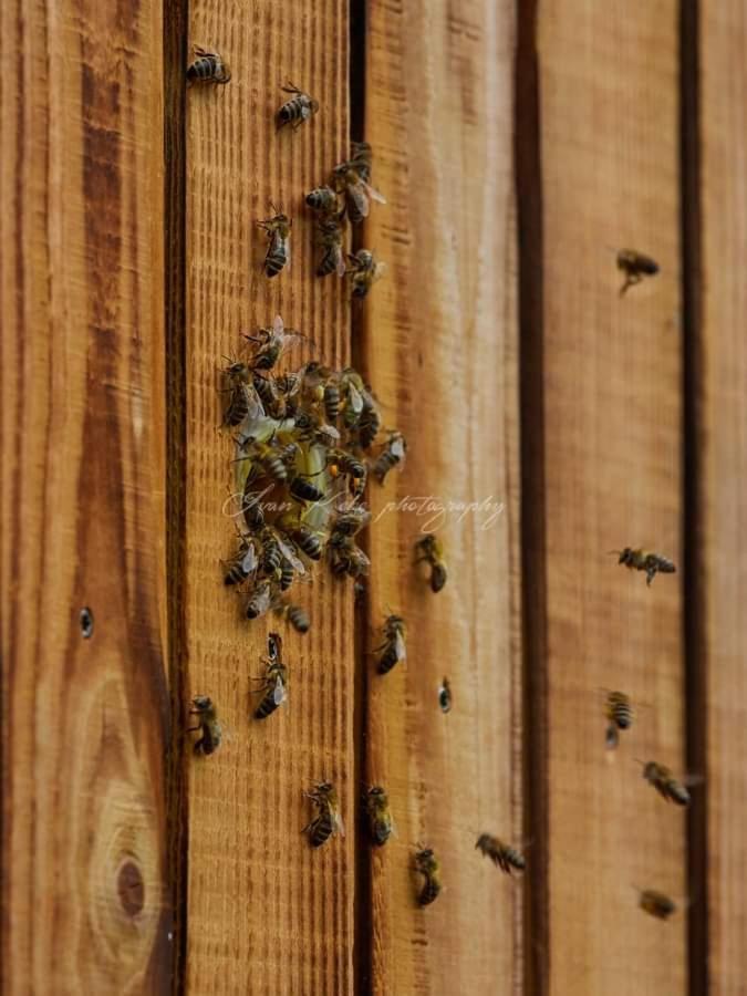 Hisa Zdravega Oddiha Apartamento Begunje pri Cerknici Exterior foto